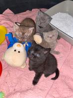 😻Prachtige sociale Britse kh kittens😻, Meerdere dieren, Ontwormd