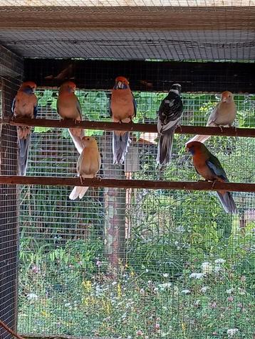 Pennant rosella mutaties blauwbonte pop beschikbaar voor biedingen
