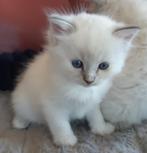 Zenzidolls Ragdoll kittens met stamboom, gechipt en 2x geënt, Meerdere dieren, Gechipt, 0 tot 2 jaar
