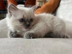 Lieve Ragdoll kittens - op zoek naar een nieuw huisje, Meerdere dieren, Ontwormd, 0 tot 2 jaar