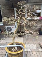 Grote ulmus, Ophalen, Bloeit niet, Volle zon, Overige soorten