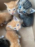 Boerderij kittens, Dieren en Toebehoren, Meerdere dieren