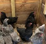 5 brahma kriel hennen, Dieren en Toebehoren, Pluimvee, Vrouwelijk, Kip