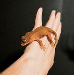 0.2.0 Wimpergekko vrouwen, Dieren en Toebehoren, Reptielen en Amfibieën, Hagedis, 0 tot 2 jaar