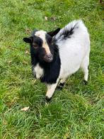 Hoornloos bok te koop, Dieren en Toebehoren, Schapen, Geiten en Varkens, Mannelijk, Geit