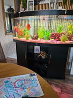 Te koop aqaruim compleet 150x70x60 met vissen, Dieren en Toebehoren, Ophalen, Gevuld zoetwateraquarium