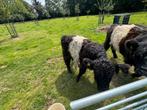 Belted Galloway BGZ stiertje (stamboek ) okt. 2024, Dieren en Toebehoren, Runderen, Mannelijk