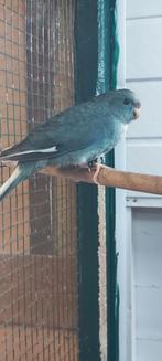 2 kakariki man en pop, Meerdere dieren, Parkiet