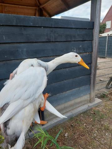 5 loopeenden, loopeendjes, eenden beschikbaar voor biedingen