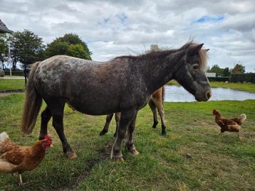 Appaloosa drachtige merrie Savannah beschikbaar voor biedingen