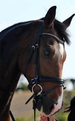 Ervaren verzorger / bijrijder gezocht voor lieve ruin, Ophalen of Verzenden, Nieuw