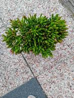 Bijzondere Vingerplant, Huis en Inrichting, Vetplant, In pot, Minder dan 100 cm, Groene kamerplant