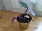 Vrolijke Tradescantia Nanouk paars met roze plant OPHALEN, Ophalen, Overige soorten, Minder dan 100 cm