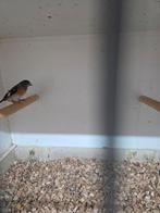 Kapoetse sijs pop, Dieren en Toebehoren, Vogels | Overige Vogels, Vrouwelijk