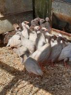 Te koop parelhoenders, 3 maanden oud. Wit, geslacht onbekend, Dieren en Toebehoren, Pluimvee, Geslacht onbekend, Overige soorten