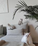 Birtse Korthaar kitten., Dieren en Toebehoren, Katten en Kittens | Overige Katten, Meerdere dieren