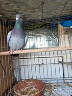 Jonge postduif ( doffer), Mannelijk, Postduif