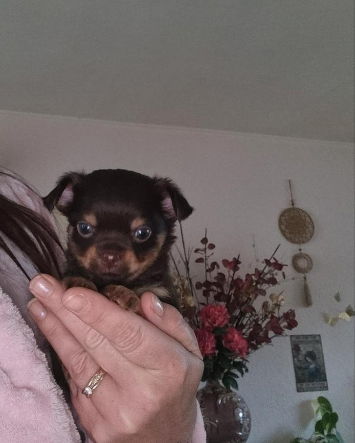 Chihuahua puppy's langharig, Dieren en Toebehoren, Honden | Chihuahua's en Gezelschapshonden, Meerdere dieren, Chihuahua, Fokker | Hobbymatig