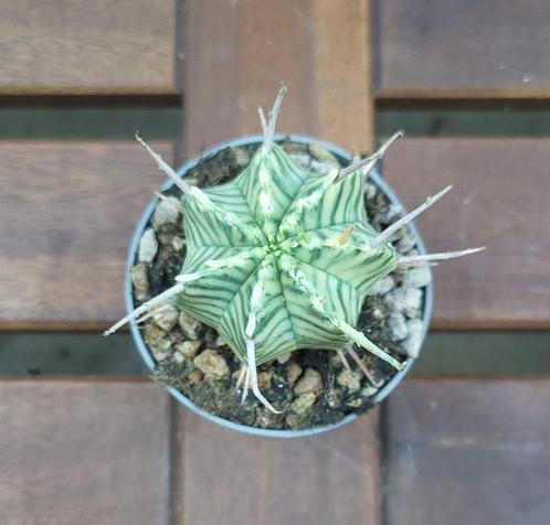 Euphorbia Meloformis Variegata | Ø6,5cm H10cm, Huis en Inrichting, Kamerplanten, Overige soorten, Minder dan 100 cm, Ophalen of Verzenden
