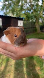 Baby Cavia, Cavia, Tam, Juli, Geslacht onbekend