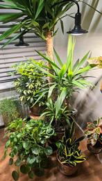 NIEUW: 18W Full Spectrum Led Groeilampen met klemhouder, In pot, Minder dan 100 cm, Groene kamerplant, Halfschaduw