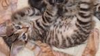 Lieve sociale bengaal kittens, Dieren en Toebehoren, Katten en Kittens | Raskatten | Korthaar, Meerdere dieren, Gechipt, 0 tot 2 jaar