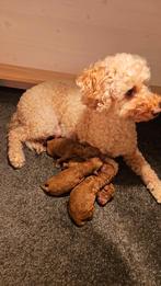 mini doodle reu F2, Overige rassen, 8 tot 15 weken, Meerdere, Meerdere dieren