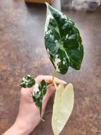 Alocasia Frydek Variegata stekje #2, Overige soorten, Minder dan 100 cm, Groene kamerplant, Halfschaduw