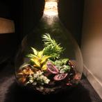 Ecosysteem/flessentuin/planten terrarium met licht, Huis en Inrichting, Kamerplanten, Ophalen, Overige soorten, Halfschaduw, In pot