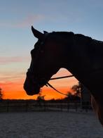 Groot bijrijdpaard gezocht  / bijrijder aangeboden 🖤🤎, Dieren en Toebehoren, Paarden en Pony's | Overige Paardenspullen, Ophalen