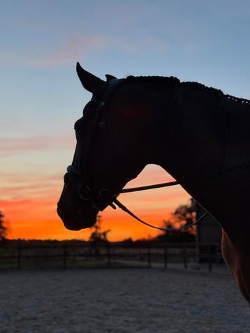 Groot bijrijdpaard gezocht  / bijrijder aangeboden 🖤🤎 beschikbaar voor biedingen