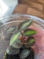 Terrariumplant pellionia repens, Ophalen of Verzenden, Halfschaduw, Minder dan 100 cm