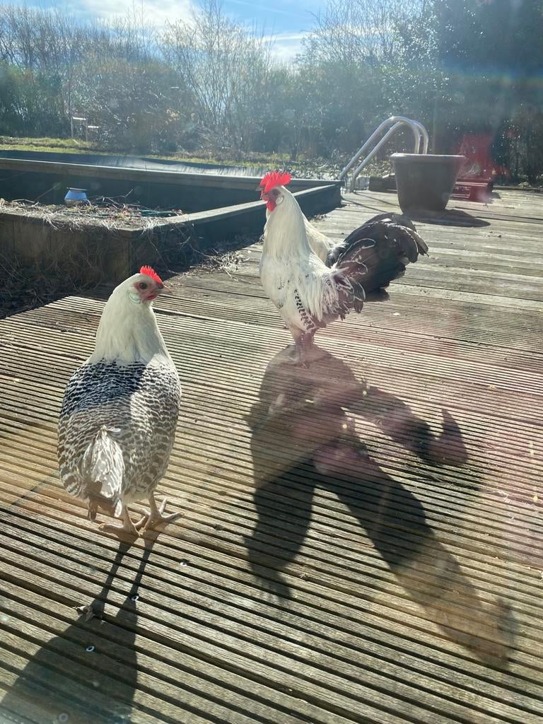 Fryske haan silverpelt, Dieren en Toebehoren