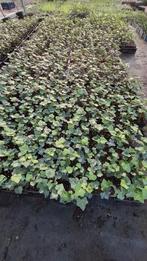 actie hedera hibernica klimop of als bodembedekker 30/50 cm, Ophalen of Verzenden, Overige soorten, 100 tot 250 cm