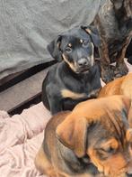 Nog 2 presa canario's mix rotweiler te koop, Particulier, 8 tot 15 weken, Buitenland, Teef