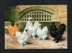 Pluimvee Kippen Zijdehoen Boerderij, Van Gink., Ophalen of Verzenden, 1980 tot heden, Ongelopen, Vogel