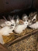 Te koop mooie konijntjes, Dieren en Toebehoren, Konijnen, Meerdere dieren