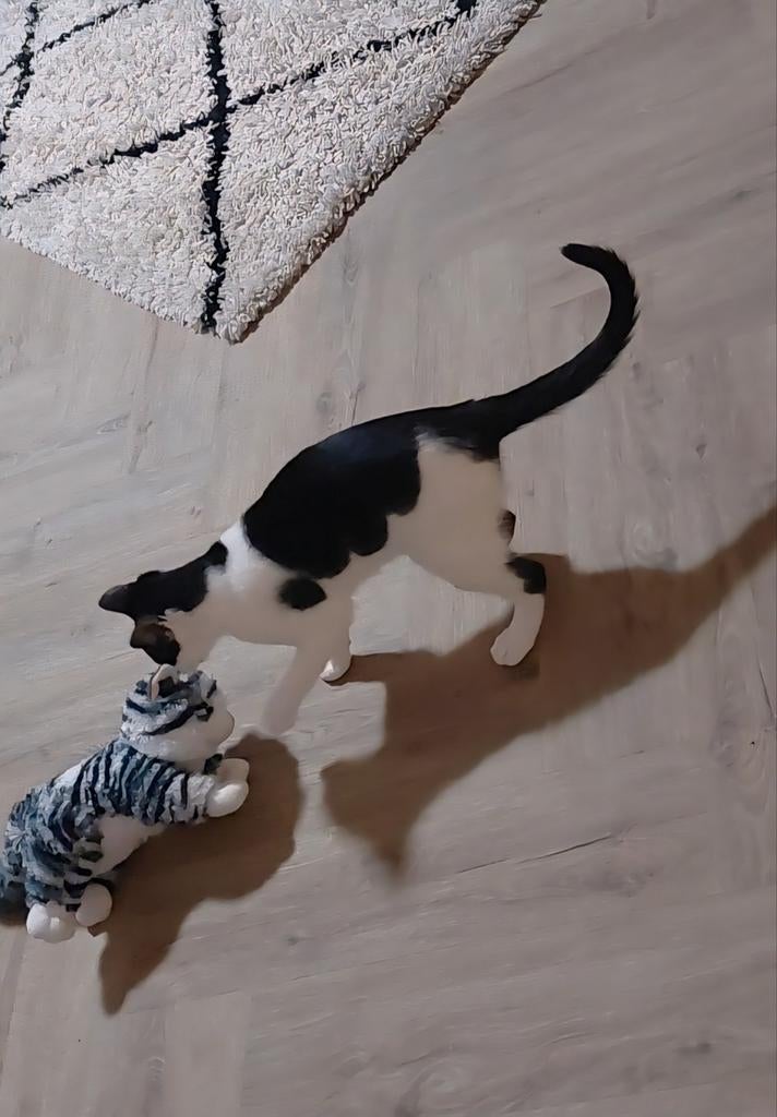 Kitten te koop, Dieren en Toebehoren, Kattenbakken, Ophalen