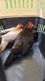 Serama hennetjes, Vrouwelijk, Kip