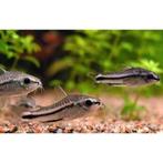 Gastrodermus pygmaeus – Dwergpantsermeerval, Vis, Zoetwatervis, Schoolvis