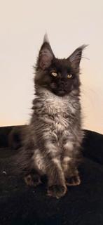 Maine Coon kittens black smoke XXL., Meerdere dieren, Gechipt, 0 tot 2 jaar