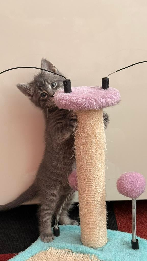 Kitten, Dieren en Toebehoren, Poes, Ontwormd, 0 tot 2 jaar