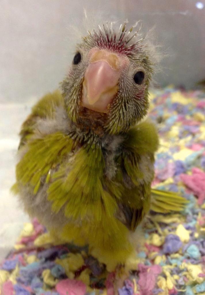 Gezocht baby kakariki, Dieren en Toebehoren, Vogels | Parkieten en Papegaaien, Parkiet, Meerdere dieren