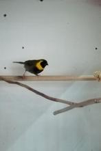 Kleine cubavink, Dieren en Toebehoren, Mannelijk, Geringd