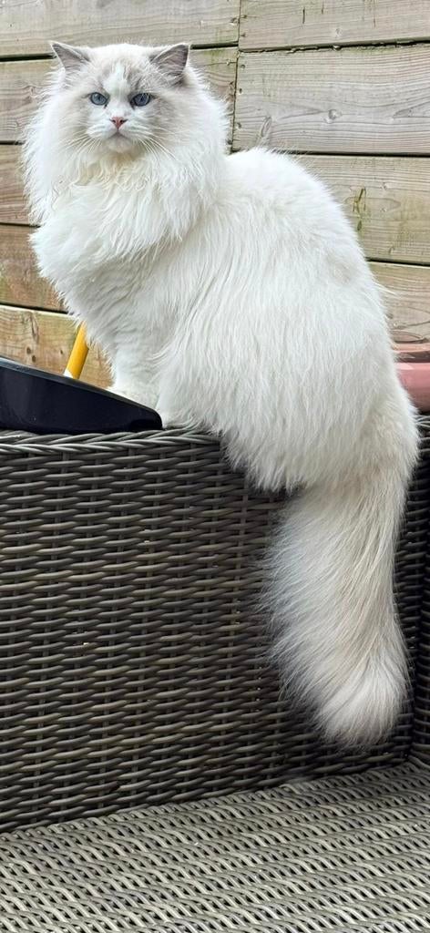 Zeer mooie Ragdoll kittens met stamboom uit geteste ouders!!, Dieren en Toebehoren, Katten en Kittens | Raskatten | Langhaar, Met stamboom