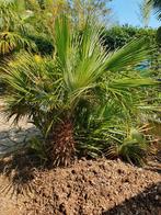 Grote Winterharde Dwergpalm met Stevige Stammen, Ophalen, Bloeit niet, Overige soorten, Volle zon