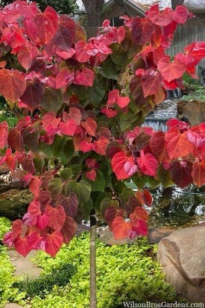 Cercis Canadensis 'JN100' Hearts A’fire PRAF / Nieuw ‼️‼️‼️, Lente, 250 tot 400 cm, Ophalen, Volle zon
