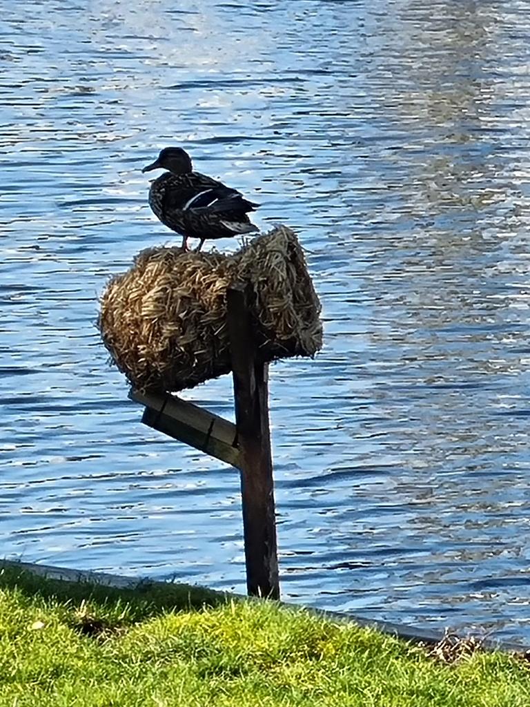 Eendekorven, Ophalen, Nieuw
