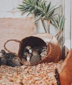 Japanse jumbo kwartels hennen en hanen, Ophalen of Verzenden, Nieuw, Kooi-accessoires