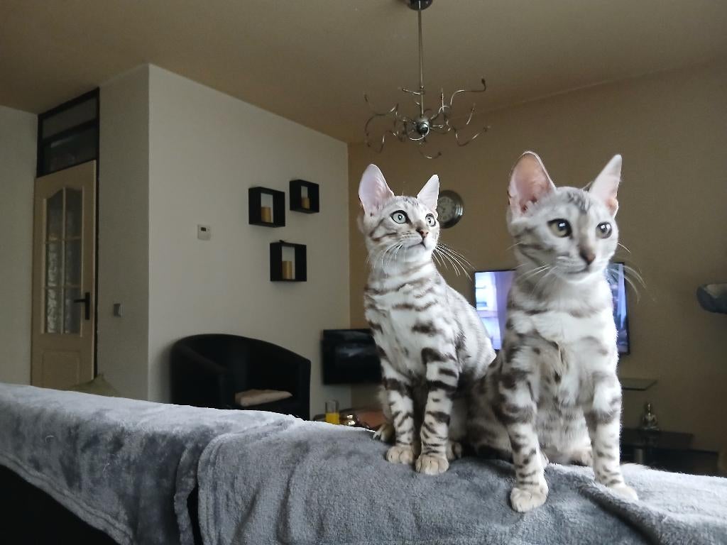 Bengaal kittens, Dieren en Toebehoren, Katten en Kittens | Raskatten | Korthaar, Meerdere dieren, Gechipt, 0 tot 2 jaar